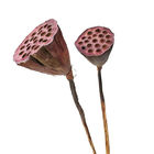 Trang trí 50 cm Seedpod Củ sen Hoa khô Trang trí