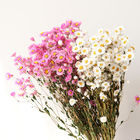 Đường kính hồng trắng 2,5cm Chùm hoa khô 80cm helipterum