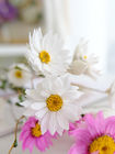 Đường kính hồng trắng 2,5cm Chùm hoa khô 80cm helipterum