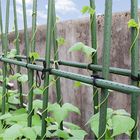 Cọc sân vườn bằng kim loại 60cm tráng nhựa xanh để hỗ trợ cây trồng